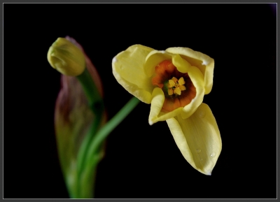 2010-03-27 / perreg
Par: perreg - [ Fleurs ]
