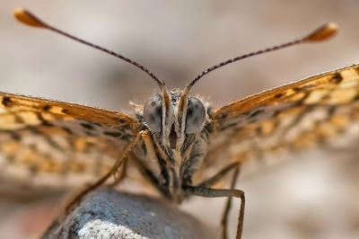 2010-06-20
Par dedales - [ Macro et proxi-photo ]

