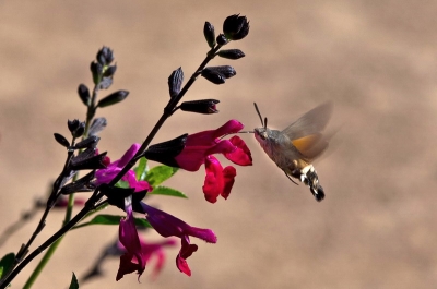 2010-09-25 / MalcDom
Par: MalcDom - [ Macro et proxi-photo ]
