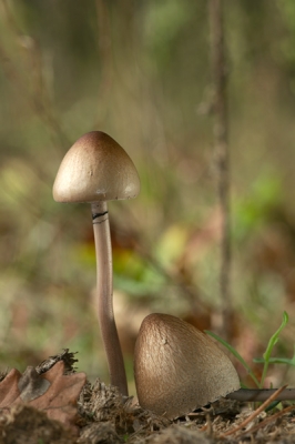 2010-10-09 / dimvig
Par: dimvig - [ Arbres / Forets / Vegetation]
