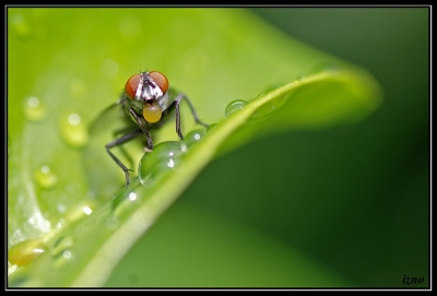 2010-09-18 / iznogoud
Par: iznogoud - [ Macro et proxi-photo ]
