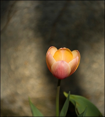 2010-04-20 / woodpecker from mars
Par: woodpecker from mars - [ Fleurs ]
