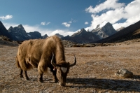 Nom du fichier=100101033233832765159981.jpg
Taille du fichier=191Ko
Dimensions : 800x533
Ajouté le : 01 Janvier 2010 100101033233832765159981.jpg