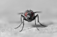 Nom du fichier=100402080207747015754221.jpg
Taille du fichier=166Ko
Dimensions : 800x530
Ajouté le : 02 Avril 2010 100402080207747015754221.jpg