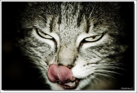 Nom du fichier=3617865030d8f7e0eaeeo.jpg
Taille du fichier=199Ko
Dimensions : 800x545
Ajouté le : 29 Janvier 2010 3617865030d8f7e0eaeeo.jpg