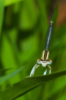 Nom du fichier=IMGP3735.jpg
Taille du fichier=175Ko
Dimensions : 535x800
Ajouté le : 25 Juin 2010 IMGP3735.jpg