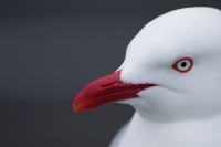 Nom du fichier=l2ohaupoint022.jpg
Taille du fichier=157Ko
Dimensions : 800x532
Ajouté le : 23 Janvier 2010 l2ohaupoint022.jpg