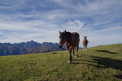 2009-11-24 / Sorcier
Par : Sorcier - [Chevaux]
