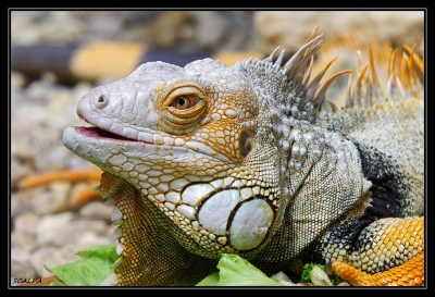 2010-05-19 / Scalpa
Par : Scalpa - [ Zoo & parcs animaliers ]
