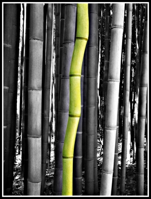 2010-06-18 / Novice
Par Novice - [Noir et blanc-Sepia et desaturation]
