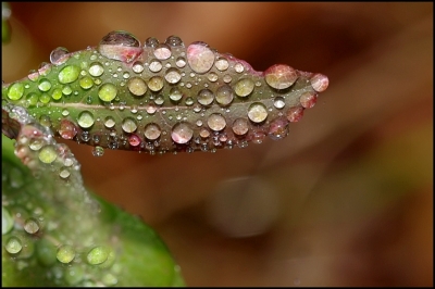 2009-11-17 / Pixel
Par : Pixel - [Gouttes]

