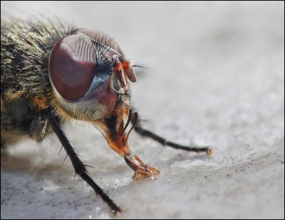 2010-04-07 / Pixel
Par Pixel -  [ Macro et proxi-photo ]
