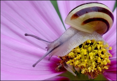 2010-08-21 / Pixel
Par Pixel - [Macro et Proxi-photo]
