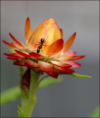 2010-01-06 / Pixel
Par Pixel - [Fleurs]
