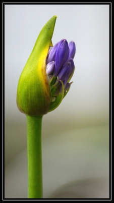 2010-07-16 / Birgd
Par Birgd - [Fleurs]
