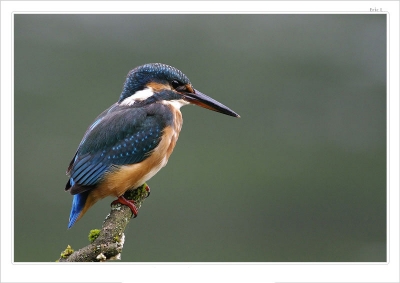 2009-12-14 / Vorph22
Par Vorph22 - [Faune Sauvage]
