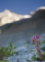 Nom du fichier=fleur800.jpg
Taille du fichier=176Ko
Dimensions : 592x800
Ajouté le : 19 Juillet 2010 fleur800.jpg