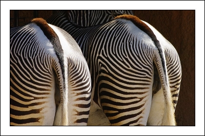 2009-08-24 / patanock
Par : patanock - dans : Themes [ Zoo & parcs animaliers ]
