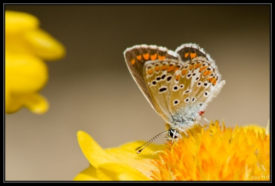 2010-08-27 / Tizoo
Par Tizoo - dans [ Macro et proxi-photo ] 
