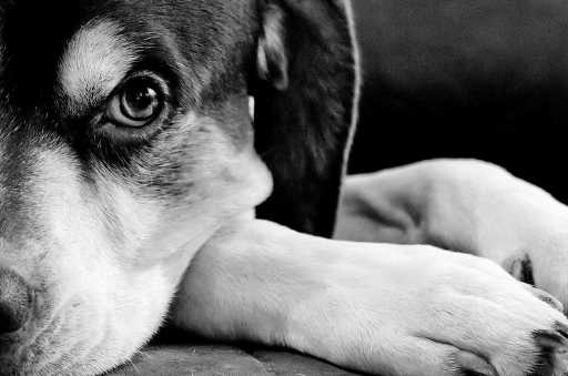 2010-12-21 / dedales 
Par : dedales - dans : Themes [ Animaux de compagnie ]
