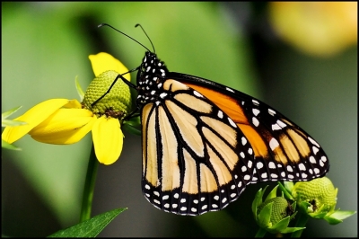 2009-02-14 / Pixel
Par : Pixel - Vos Series - Papillons en Fete (Quebec ) 
