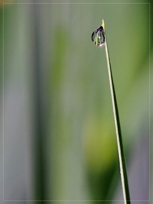 2009-06-10 / Pixel
Par : Pixel - dans : Vos photos à  theme - [ Gouttes ]
