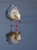 Nom du fichier=8401_30_01_11_5_57_54.jpg
Taille du fichier=307Ko
Dimensions : 754x1024
Ajouté le : 09 Février 2011 8401_30_01_11_5_57_54.jpg