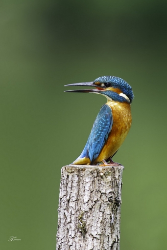 2011-08-12 / deche
Par : deche [ Faune sauvage ]
