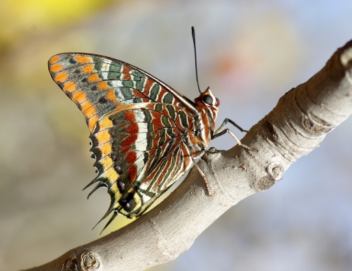 2011-09-05 / olilignan
Par : olilignan [ Macro et proxi-photo ]
