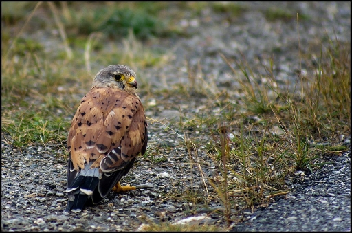 Septembre 2012 - sylve
Septembre 2012 - sylve
