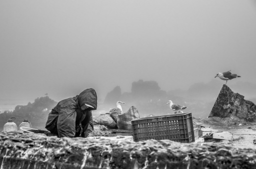 2013-09-15 / ollignan
ollignan " Maroc,Essaouira le port "
