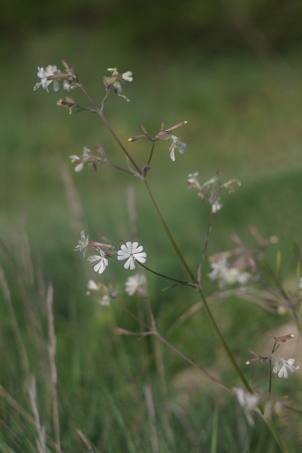 2011-04-29 / Sorcier
par Sorcier [ Fleurs ] 
