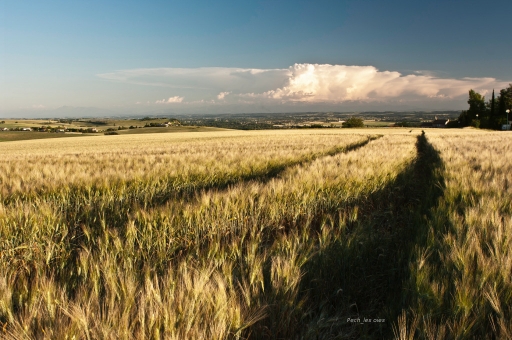 2011-05-25 / Pech_les oies
Par: Pech_les oies - [ Paysages ]
