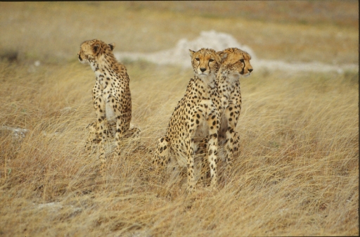 2011-09-07 / Hermes
Par Hermes dans [Faune sauvage]
