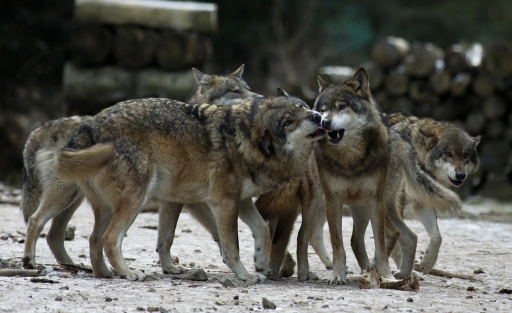 Janvier 2012 - dedales dans Canis lupus
Janvier 2012 - dedales

