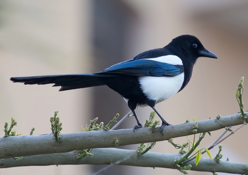 2011-04-15 / dedales
Par dedales [ Faune sauvage ]
