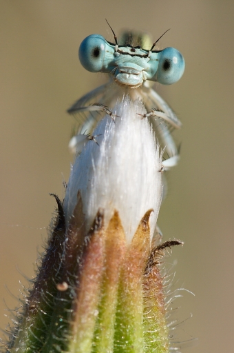 2012-02-08 / Netgabe
Par Netgabe dans [ Macro et proxi-photo ]
