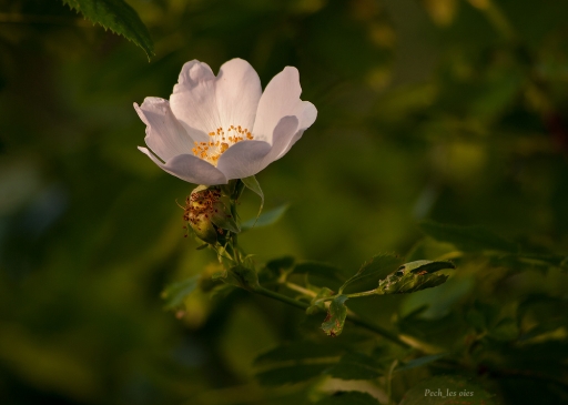 2012-06-01 / Pech_les oies
Par Pech_les oies dans [ Fleurs ]
