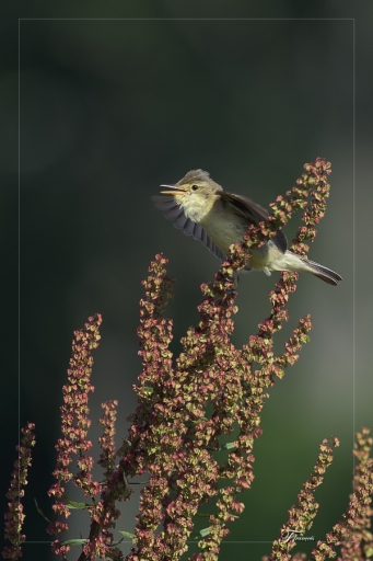 Juillet 2012 - deche
Juillet 2012 - deche
