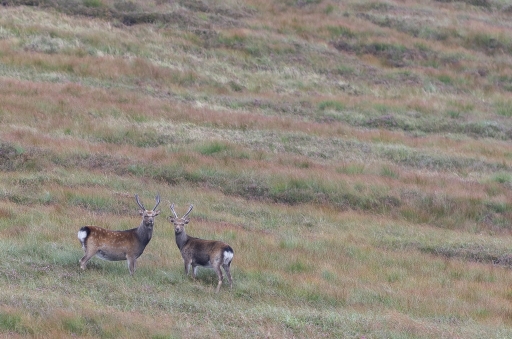 Aout 2012 - irish_mike
Aout 2012 - irish_mike
