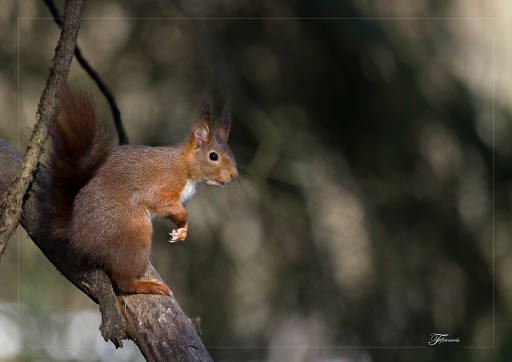2013-03-19 / deche
deche [faune sauvage]

