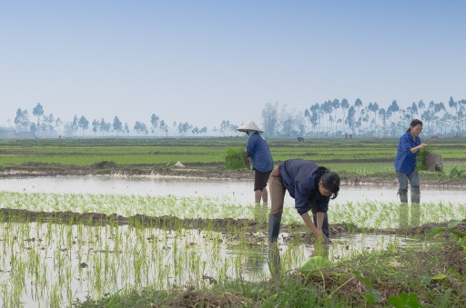 2013-05-01 / DS29
DS29 "Rizieres"
