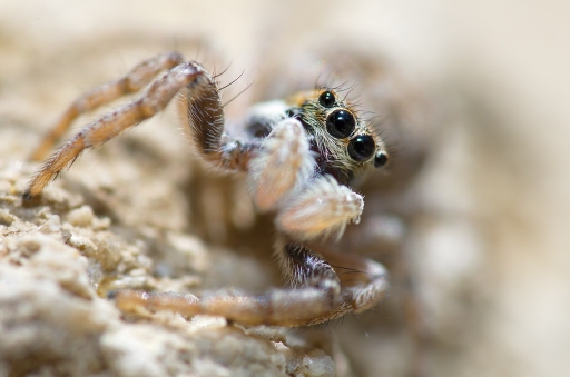 2013-05-28 / Netgabe
Netgabe [ Macro et proxi-photo ]
