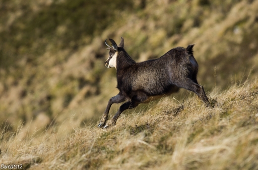 Novembre 2012 - ducatst2
Novembre 2012 - ducatst2
