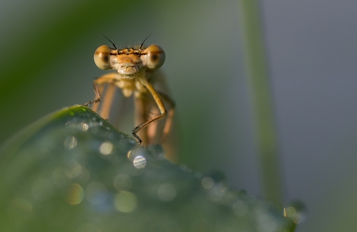 2013-07-15 / neosilencers
neosilencers [ Macro et proxi-photo ]
