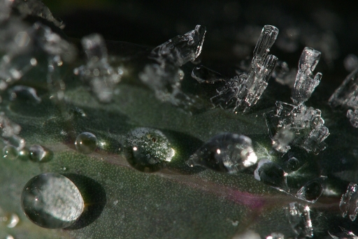 2012-01-11 / sorcier
Par sorcier dans [ Neige, givre ]
