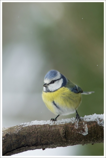 2013-01-22 / Gko
Gko  [ Faune sauvage ]
