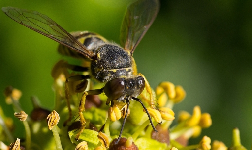 2013-02-10 / phoenix1366
phoenix1366  [ Macro et proxi-photo ]
