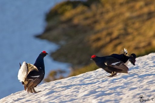 2013-05-14 / NeroPsylo
NeroPsylo "Au coeur des zones de combat"
