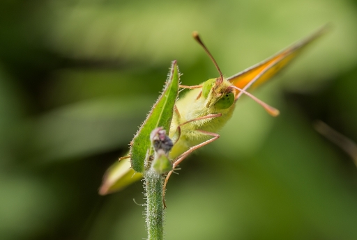 2013-08-09/ neosilencers
neosilencers [ Macro et proxi photo ]
